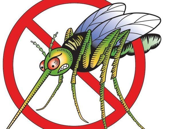 Как избавиться от мух в квартире или доме?