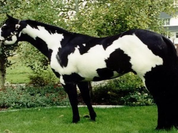 новая сумка