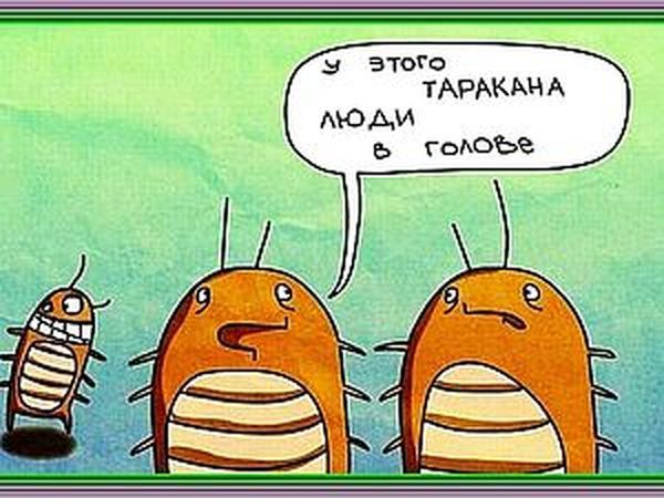 Тараканус мозговитус - тонкости дрессуры )) | Ярмарка Мастеров - ручная работа, handmade