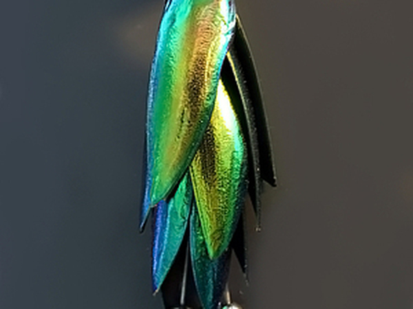 Новый материал для творчества - крылья жуков!!! | Ярмарка Мастеров - ручная работа, handmade