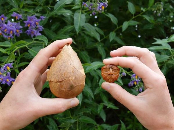 Avocado Stone Carvings by Jan Campbell | Livemaster - handmade