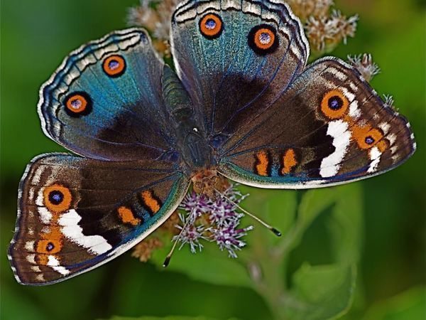Бабочка — символ жизни, души и счастья