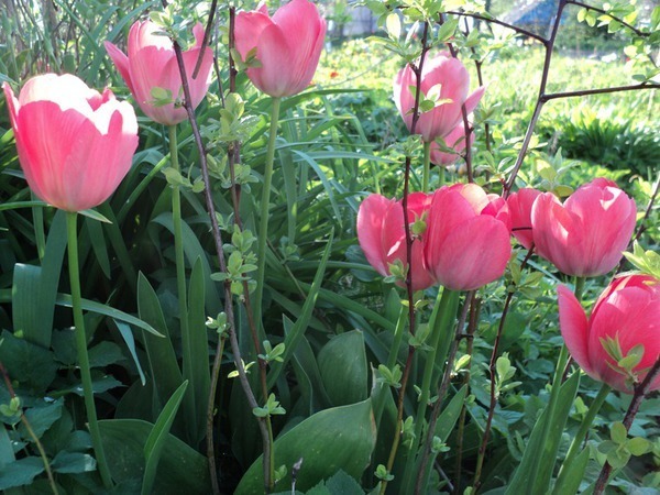 Cosa nostra Tulipa | Ярмарка Мастеров - ручная работа, handmade