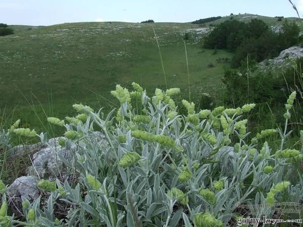 Лимонник крымский фото