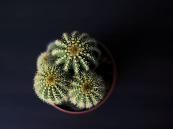 Трендскаутинг, или Почему нам нравится кактус? | Ярмарка Мастеров - ручная работа, handmade