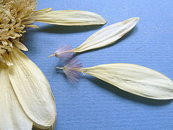 Сушим цветы (два простых способа) | Ярмарка Мастеров - ручная работа, handmade