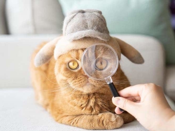 Attention! Cats In Hats! Japanese Ryo Yamazaki Makes Hats From Wool Of His Cats | Livemaster - handmade