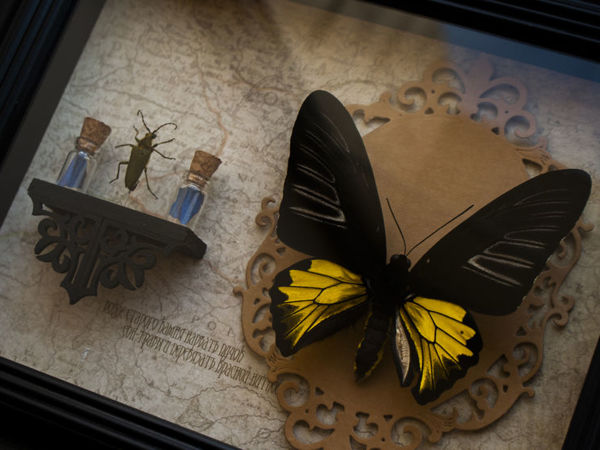 Золотая Птицекрылка и полочка энтомолога | Ярмарка Мастеров - ручная работа, handmade