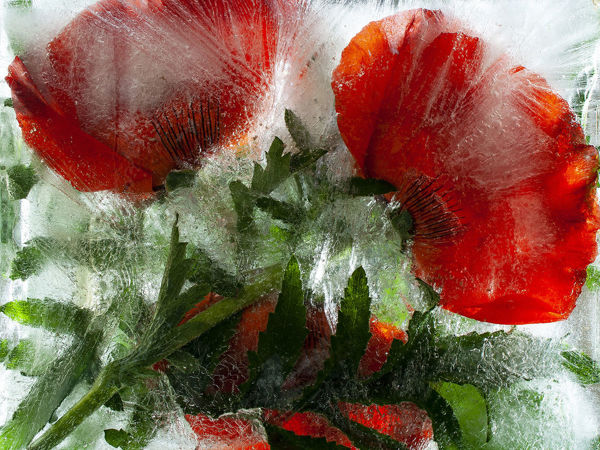 Замороженные во льду 2. Растения, замороженные во льду. Продолжение | Ярмарка Мастеров - ручная работа, handmade