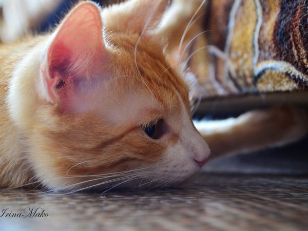 Котячьи поигрушки | Ярмарка Мастеров - ручная работа, handmade