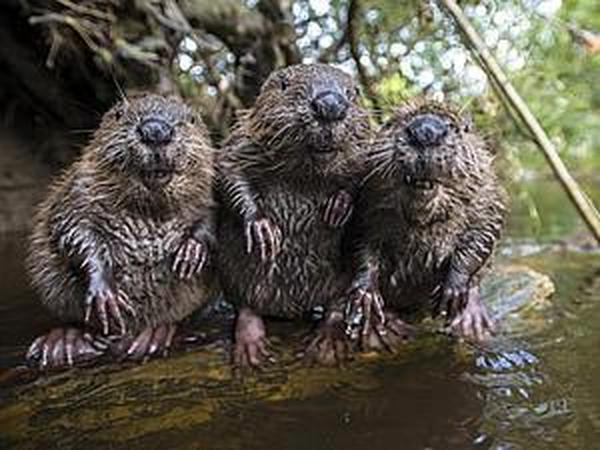 Как бобры дышат под водой