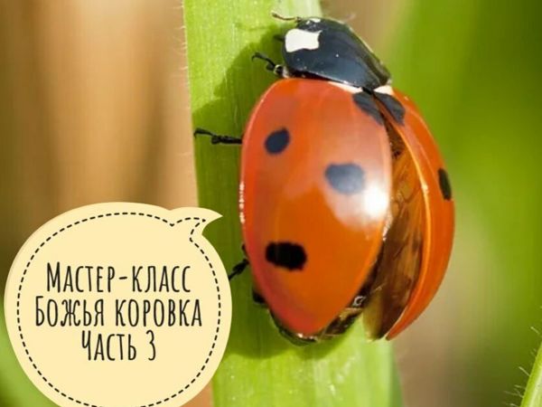 Насекомые из бисера. Схемы для начинающих с пошаговыми мастер-классами. Техники плетения – Бисерок