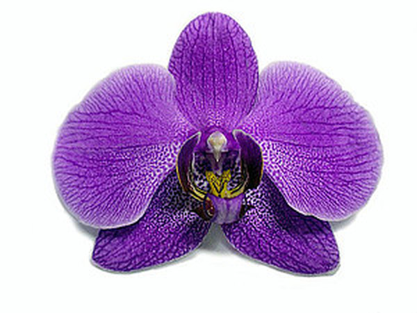 Легенды и мифы о происхождении орхидей | Ярмарка Мастеров - ручная работа, handmade