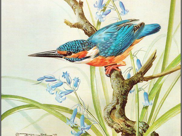 Птицы от английского живописца Basil Ede | Ярмарка Мастеров - ручная работа, handmade