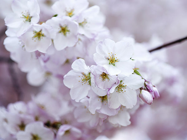 Cherry Blossom Season 2019 Oficially Open: Ideas for Creativity | Livemaster - handmade