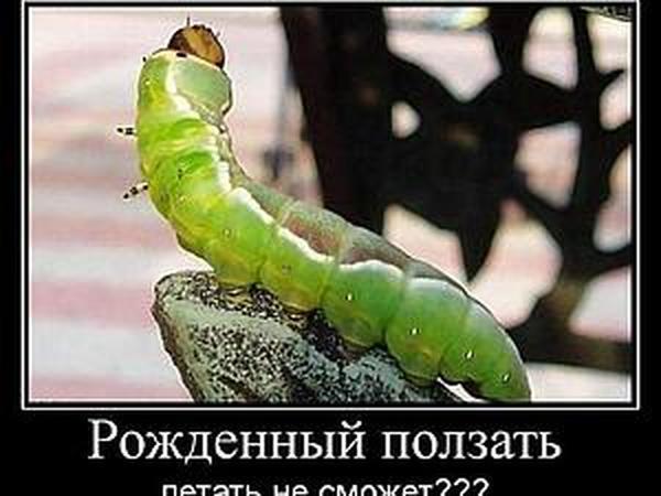 Рожденный ползать летать не сможет? | Ярмарка Мастеров - ручная работа, handmade