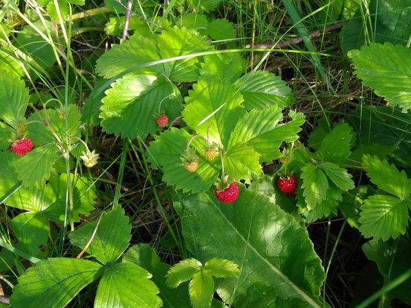 Варенье из луговой клубники: рецепты, как сварить из целых ягод полевой земляники с чашелистниками