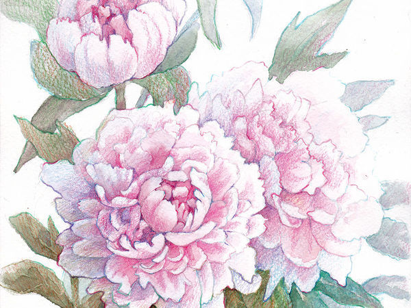 Реалистичное изображение розовых пионов в смешанной технике (акварель и цветные карандаши) | Ярмарка Мастеров - ручная работа, handmade