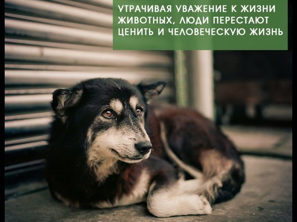 Аукцион в помощь бездомным животным стартовал! | Ярмарка Мастеров - ручная работа, handmade