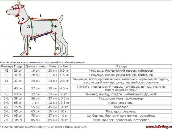 Как правильно снять мерки с собаки при выборе одежды?