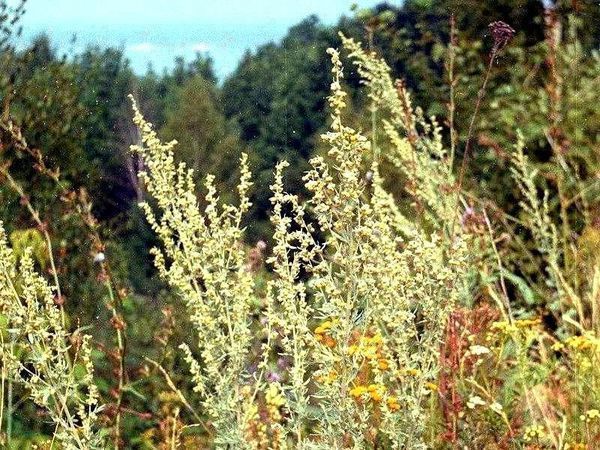 Полынь - не только горькая, но и полезная.... | Ярмарка Мастеров - ручная работа, handmade