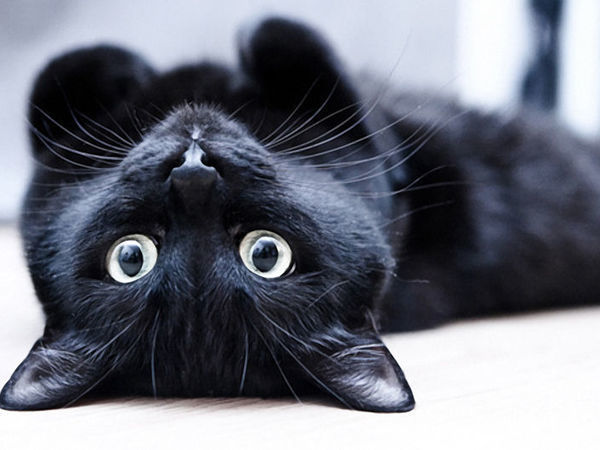 Черный кот: Персональные записи в журнале Ярмарки Мастеров