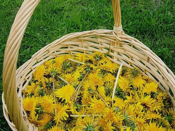 Варенье из одуванчиков. С лимоном и имбирем | Ярмарка Мастеров - ручная работа, handmade