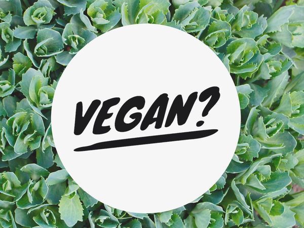 Веган надпись. Нашивки веган. Пробники веган. Top Vegan Words.