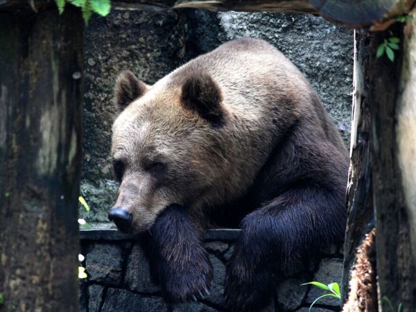 Стихи про медведя для детей: 30 лучших