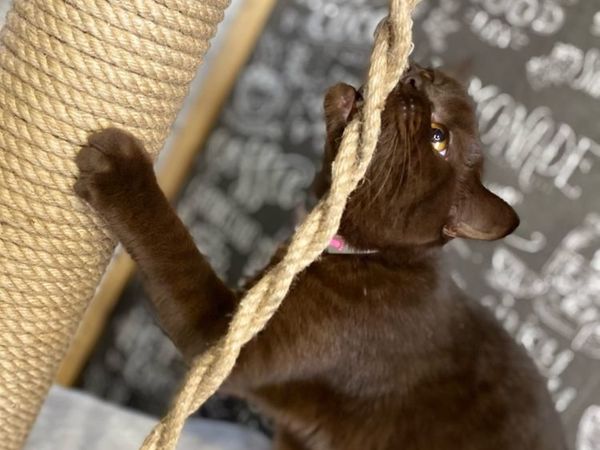 Говорят, кошка всегда «сама по себе»! | Ярмарка Мастеров - ручная работа, handmade