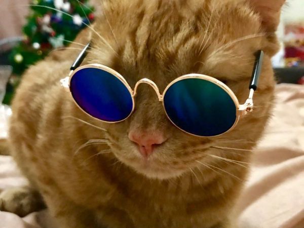 Фу! Опять про котиков!? | Ярмарка Мастеров - ручная работа, handmade