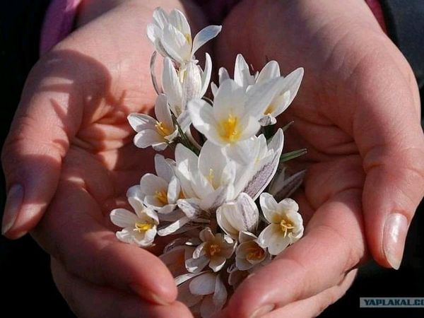Счастливой вам Весны , Друзья ! | Ярмарка Мастеров - ручная работа, handmade