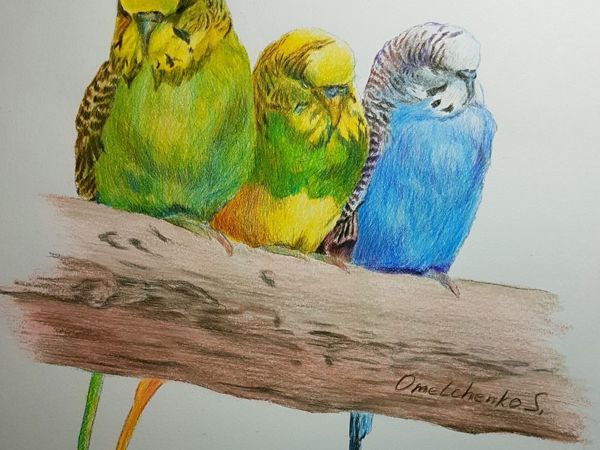 Волнистый попугай рисунок карандашом - 60 фото