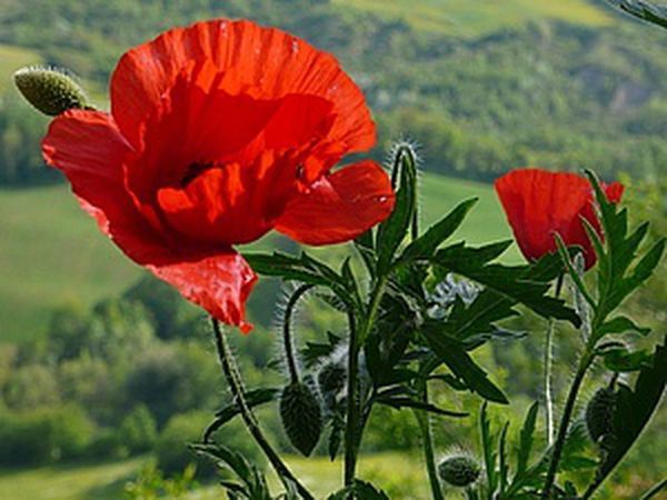 Poppies of Florist Crepe Paper and Candies | Livemaster - handmade