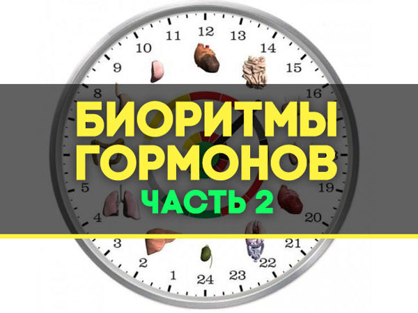 Биоритмы гормонов | Ярмарка Мастеров - ручная работа, handmade