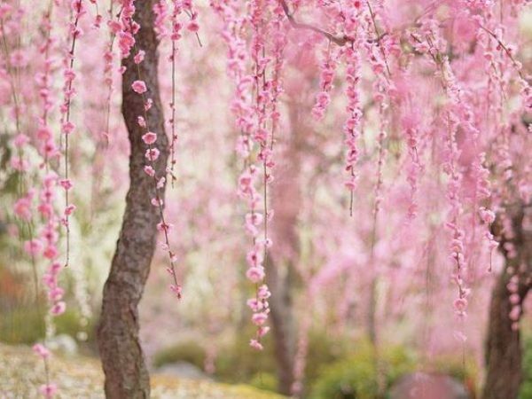 О-ханами — фестиваль цветения и любования сакурой в Японии | Ярмарка Мастеров - ручная работа, handmade