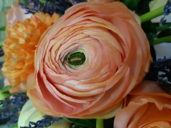 Do you Like Ranunculus as Much as I Do? | Livemaster - handmade