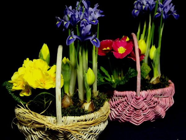 Новинки! Весеннее предложение к 8 марта. Аранжировки из луковичных и садовых цветов в подарок. Оригинальное предложение | Ярмарка Мастеров - ручная работа, handmade