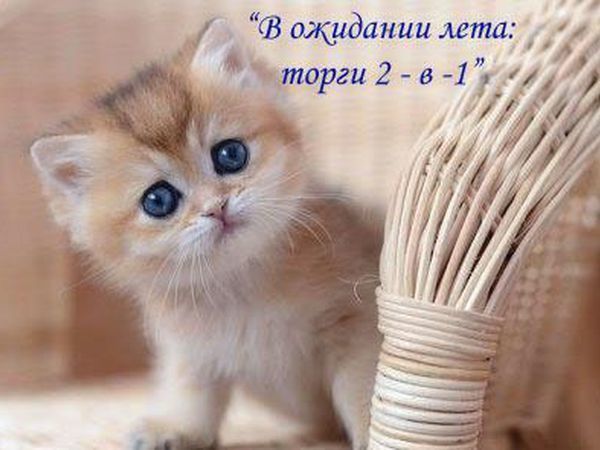 Продолжение торгов