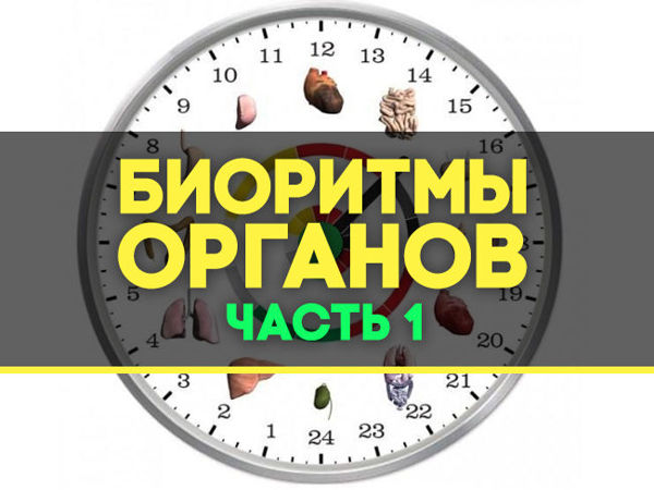 Биоритмы внутренних органов | Ярмарка Мастеров - ручная работа, handmade