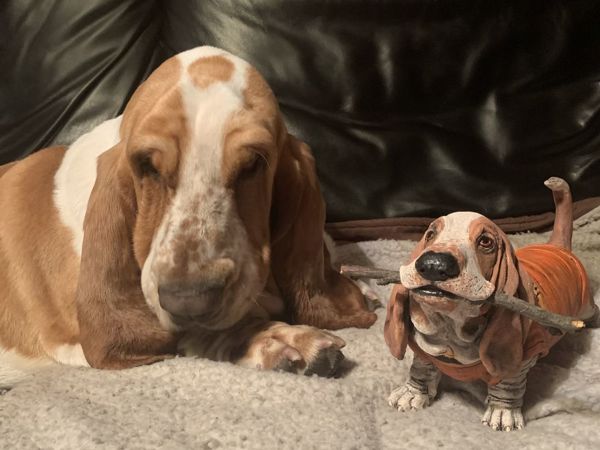 Собаки по фотографиям | Ярмарка Мастеров - ручная работа, handmade