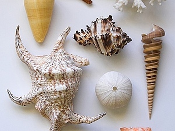 Shells Sea shells, Seashell crafts, Shell crafts