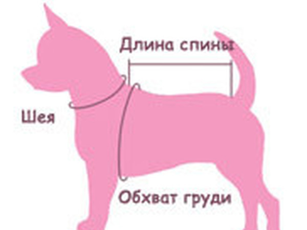 Как правильно снять мерки с собаки