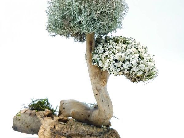 Декоративные живые деревья | Ярмарка Мастеров - ручная работа, handmade