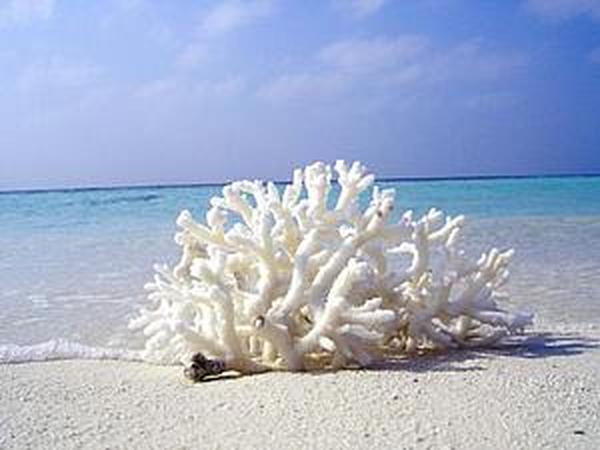 Белый коралл. Магические свойства | Ярмарка Мастеров - ручная работа, handmade