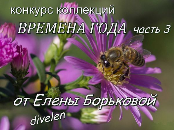 Конкурс коллекций