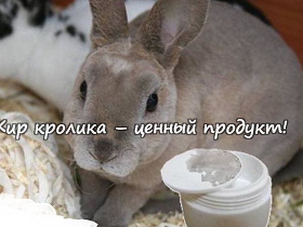Витамин омега 3 как биологически ценный компонент жира кролика. Используем жир экономно и с удовольствием! | Ярмарка Мастеров - ручная работа, handmade