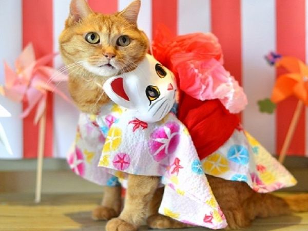 Котики в кимоно! | Ярмарка Мастеров - ручная работа, handmade
