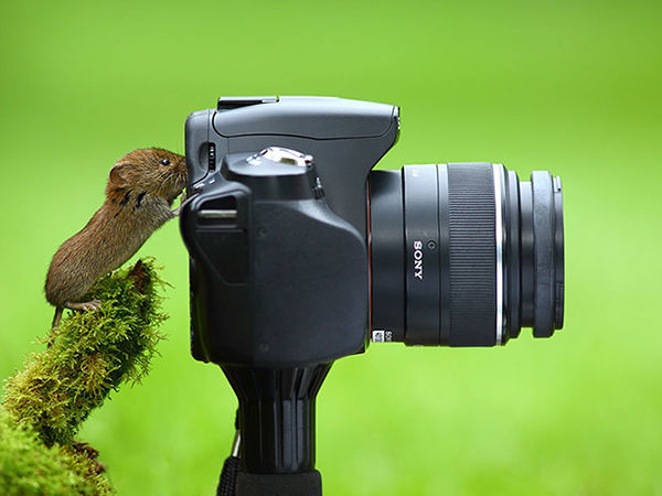 Профессия: фотограф. 20 кадров, на которых животные недвусмысленно (и очень мило) выражают свои профессиональные наклонности + СЕЛФИ-БОНУС | Ярмарка Мастеров - ручная работа, handmade