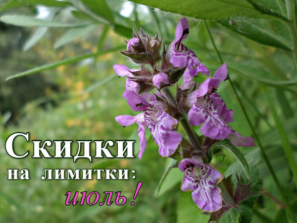 Скидки на лимитки: июль! | Ярмарка Мастеров - ручная работа, handmade